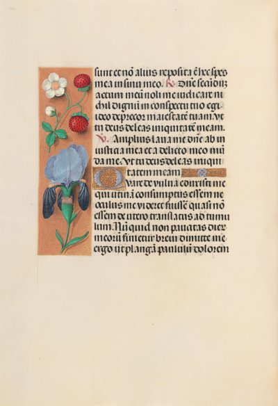 Hodiny královny Isabely Katolické, královny Španělska: Fol. 245 V, c. 1500. od Master of the First Prayerbook of Maximillian