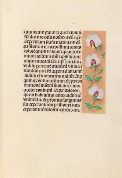 Hodiny královny Isabely Katolické, královny Španělska: Fol. 259r, c. 1500. od Master of the First Prayerbook of Maximillian