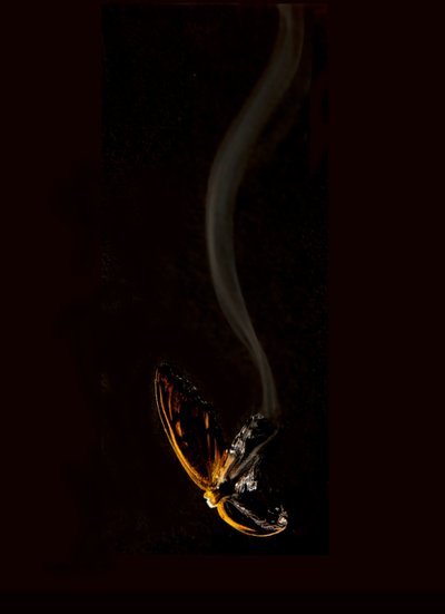 Hořící motýl 15, 2013 (Lambda print) od Mat Collishaw