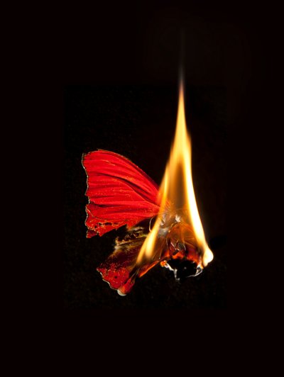 Hořící motýl 18, 2013 (Lambda print) od Mat Collishaw