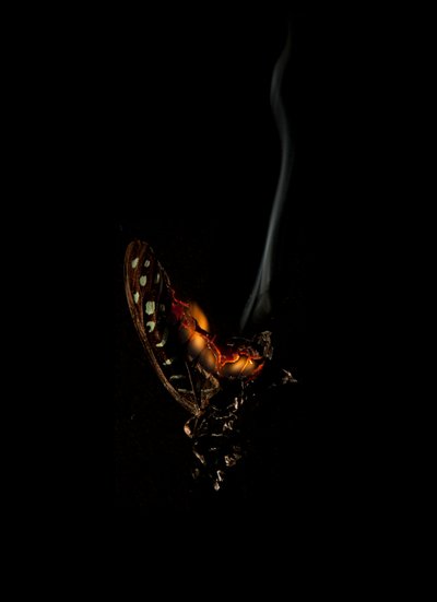 Hořící motýl 5, 2013 (Lambda print) od Mat Collishaw