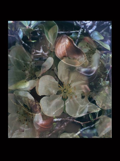 Flesheaters 5 od Mat Collishaw