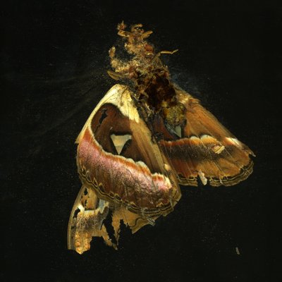 Insekticid 11, 2006 (fotografie typu C) od Mat Collishaw