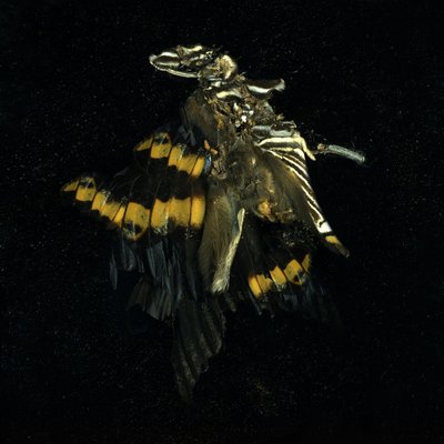 Insekticid 17, 2009 (fotografie typu C) od Mat Collishaw
