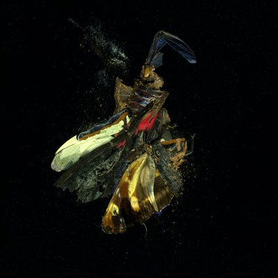 Insekticid 18, 2009 (fotografie typu C) od Mat Collishaw