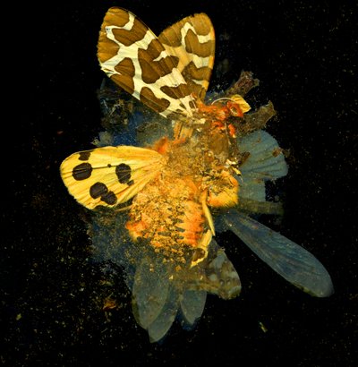 Insekticid 24, 2008 (fotografie typu C) od Mat Collishaw