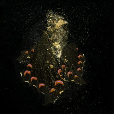 Insekticid 28, 2011 (fotografie typu C) od Mat Collishaw