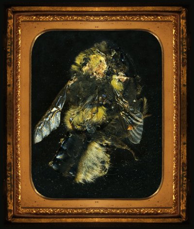 Insekticid 2, 2006 (fotografie typu C) od Mat Collishaw
