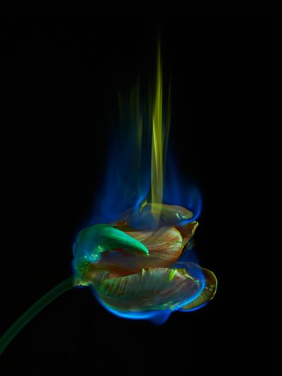 Otrávená stránka, 2013 (fotografie typu C) od Mat Collishaw