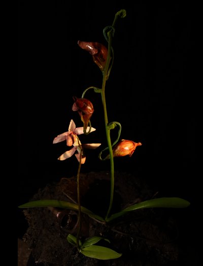 Venal Muse, Lafage, 2012 (pryskyřice, emailová barva, dřevo, sklo, ocel) od Mat Collishaw