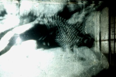 Červík, 2009 (dřevo, sklo, ocel, projektor a přehrávač) od Mat Collishaw