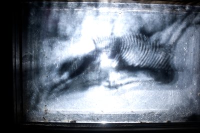 Červík, 2009 (dřevo, sklo, ocel, projektor a přehrávač) od Mat Collishaw