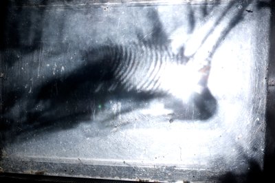 Červík, 2009 (dřevo, sklo, ocel, projektor a přehrávač) od Mat Collishaw