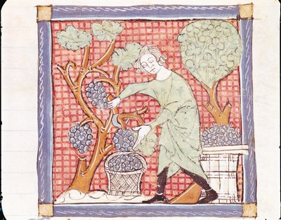 Fol.59r Září: Sklizeň od Matfre Ermengaut