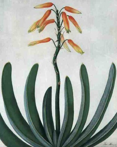 Aloe Striata (akvarel a kvaš přes tužku na pergamenu) od Matilda Conyers