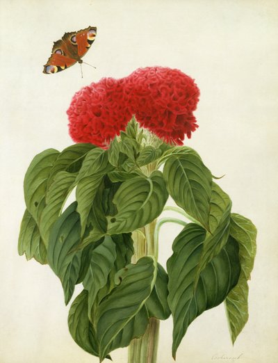 Celosia Argentea Cristata a Butterfly (wc a kvaš přes tužku na pergamenu) od Matilda Conyers