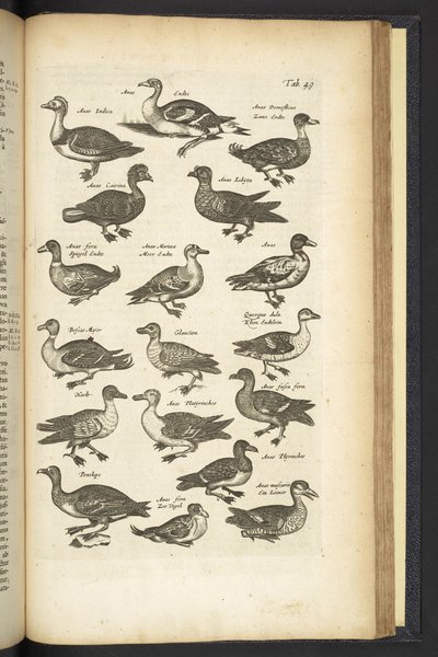 Tab 49, Kachny, Ilustrace z „Přírodopisu čtyřnožců“ od Mattaus the Younger Merian