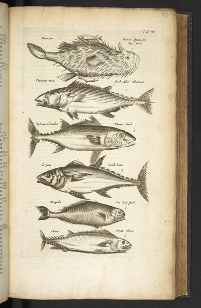 Tab III, Tunas, Ilustrace z 