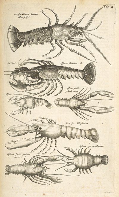 Tab II, Humři, Ilustrace z „Přírodopisu čtyřnožců“ od Mattaus the Younger Merian