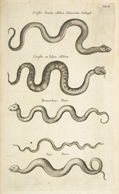 Tab II, Hadi, Ilustrace z „Přírodopisu čtyřnožců“ od Mattaus the Younger Merian