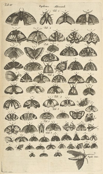 Tab. IV, Motýli a můry, Ilustrace z „Přírodopisu čtyřnožců“ od Mattaus the Younger Merian