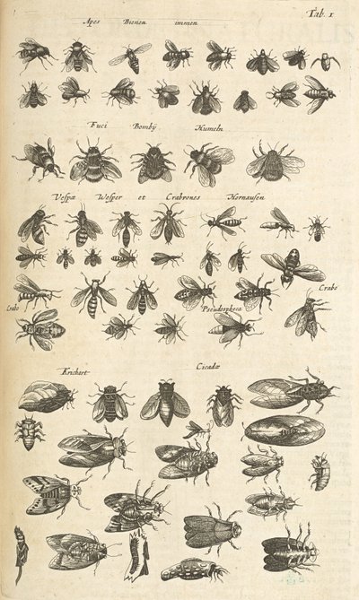 Záložka I, Včely a vosy, ilustrace z „Přírodopisu čtyřnožců“ od Mattaus the Younger Merian