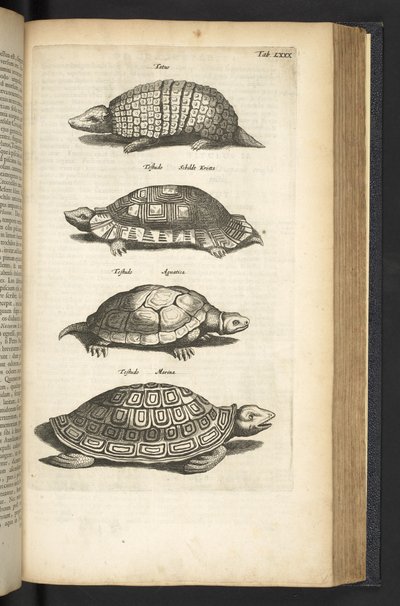 Tab 80, Želvy, Ilustrace z „Přírodopisu čtyřnožců“ od Mattaus the Younger Merian