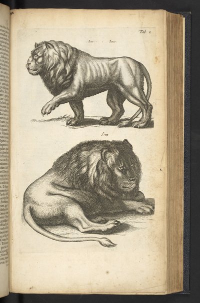 Tab L, Lions, ilustrace z „Přírodopisu čtyřnožců“ od Mattaus the Younger Merian