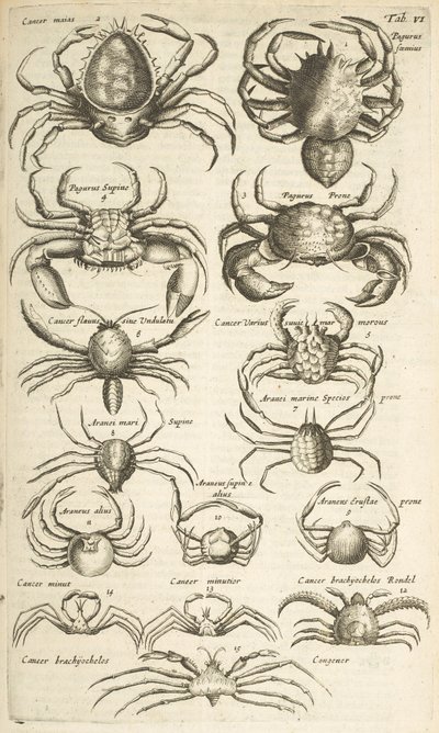 Tab VI, Krabi, Ilustrace z od Mattaus the Younger Merian
