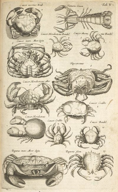 Tab V, Krabi, ilustrace z „Přírodopisu čtyřnožců“ od Mattaus the Younger Merian