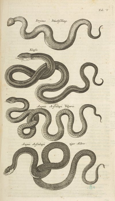 Tab V, Hadi, Ilustrace z „Přírodopisu čtyřnožců“ od Mattaus the Younger Merian