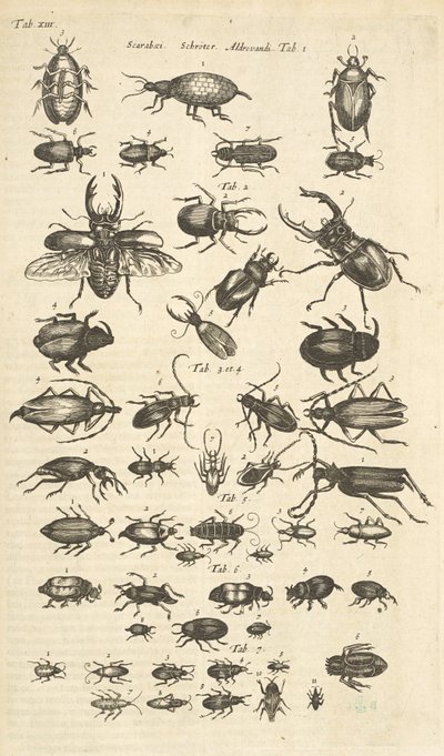 Tab XIII, Brouci, Ilustrace z „Přírodopisu čtyřnožců“ od Mattaus the Younger Merian