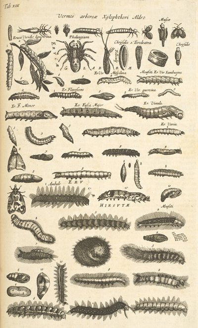 Tab XIX, Housenky, Ilustrace z „Přírodopisu čtyřnožců“ od Mattaus the Younger Merian