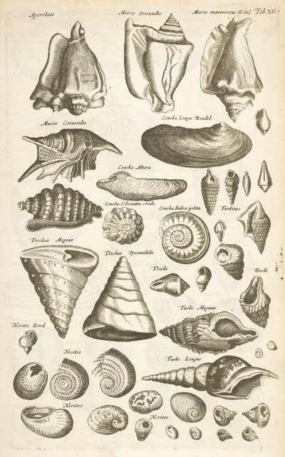 Tab XI, Různé lastury, Ilustrace z „Přírodopisu čtyřnožců“ od Mattaus the Younger Merian