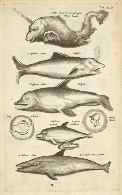 Tab 43, Delfíni, Ilustrace z „Přírodopisu čtyřnožců“ od Mattaus the Younger Merian