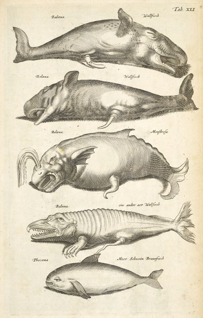 Tab XLI, Velryby, Ilustrace z 