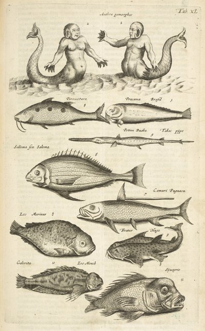 Tab 40, Anthropomorphos; Mořská panna; Mořan; Tropická ryba, ilustrace z „Přírodopisu čtyřnožců“ od Mattaus the Younger Merian