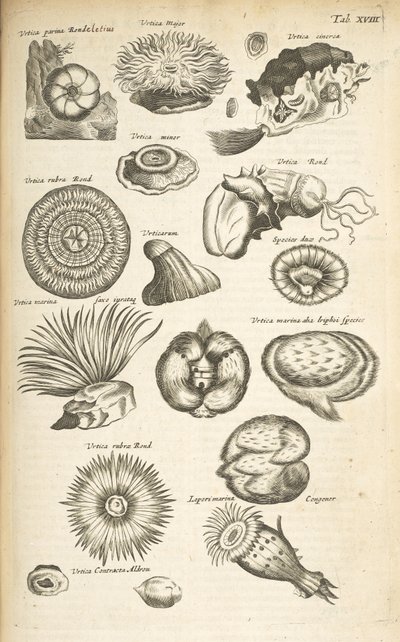 Tab XVIII, Mořský život, Ilustrace z „Přírodopisu čtyřnožců“, svazek 2 od Mattaus the Younger Merian
