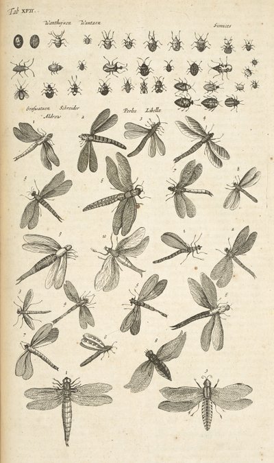 Tab XVII, Vážky, Ilustrace z „Přírodopisu čtyřnožců“ od Mattaus the Younger Merian