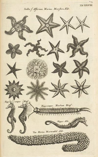 Tab XXVIII, Hvězdice a mořští koníci, Ilustrace z od Mattaus the Younger Merian