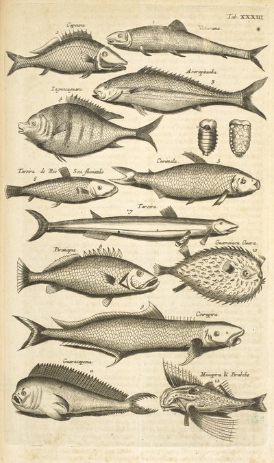 Tab. 33, Ostnatá ryba, Ilustrace z 