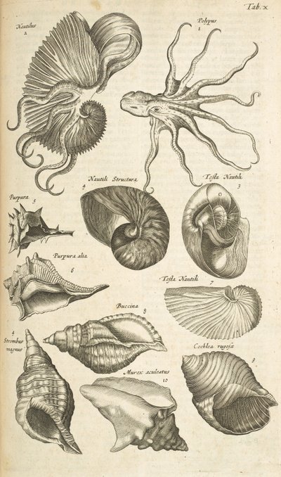 Tab X, lastury chobotnic a nautilů, ilustrace z „Historiæ naturalus de quadrupetibus“ od Mattaus the Younger Merian