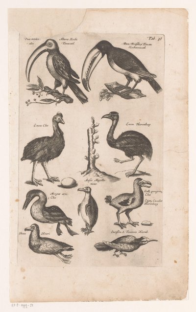 Toekans en andere vogels Přirozená historie ptáků, Kniha 6 J. Jonston (název série) od Matthaus Merian