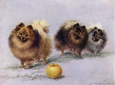 Tři z Mrs Hall Walkers Champion Pomeranians od Maud Earl