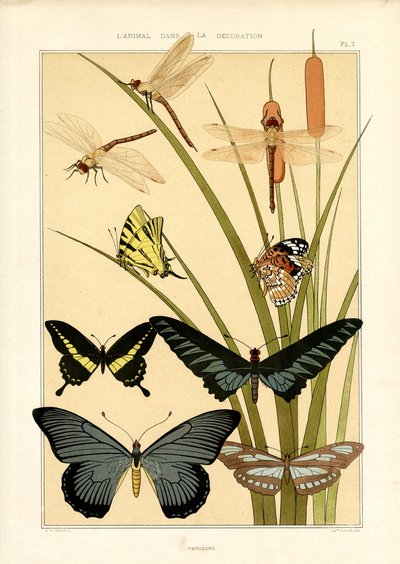 Přírodopis motýlů a vážek (litografie) od Maurice Pillard Verneuil