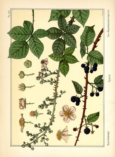 Blackberry Bush (barva lito) od Maurice Pillard Verneuil