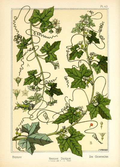 Bryony (barva lito) od Maurice Pillard Verneuil