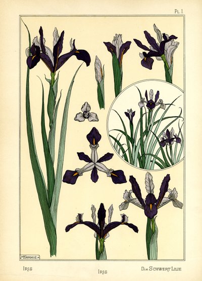 Iris (barva lito) od Maurice Pillard Verneuil