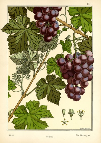 Vine (barva lito) od Maurice Pillard Verneuil