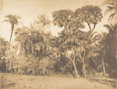 Wood of Date Palms a Doums, v Hamarneh, 1849-50. od Maxime Du Camp